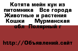 Котята мейн-кун из питомника - Все города Животные и растения » Кошки   . Мурманская обл.,Полярный г.